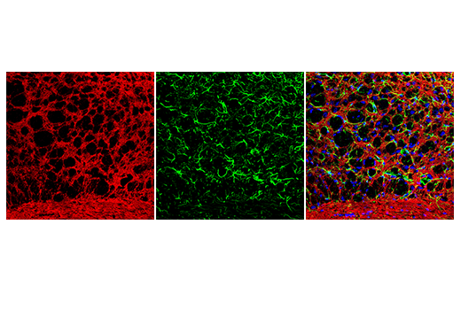 Anti Mouse Igg H L F Ab Fragment Alexa Fluor Conjugate