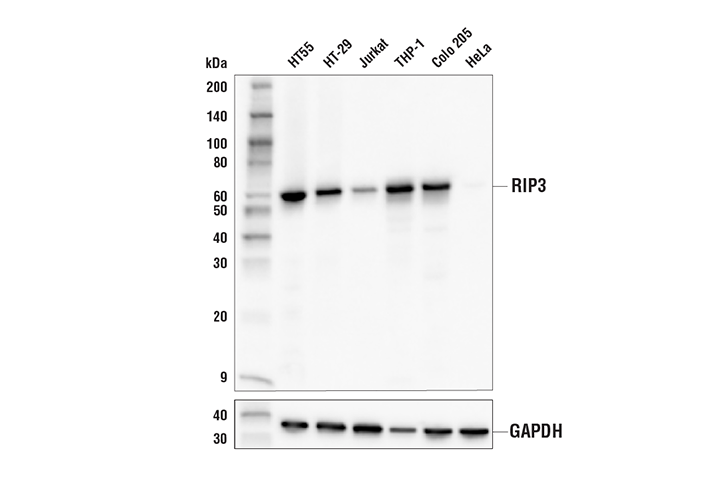  Image 11: Apoptosis/Necroptosis Antibody Sampler Kit II