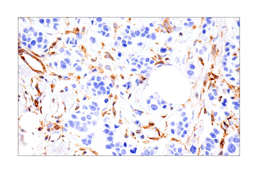  Image 28: Apoptosis/Necroptosis Antibody Sampler Kit II