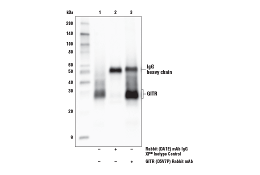 Immunoprecipitation Image 1: GITR (D5V7P) Rabbit mAb