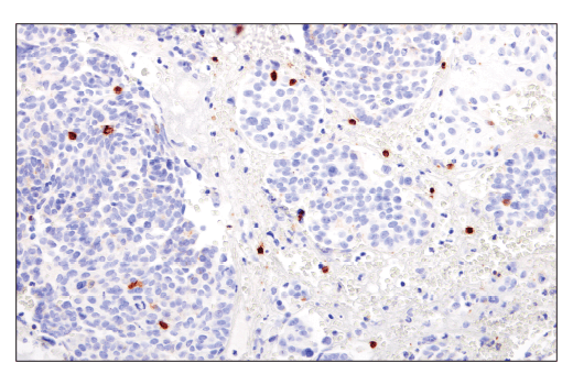Immunohistochemistry Image 6: GITR (D5V7P) Rabbit mAb