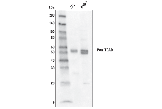 Western Blotting Image 1: Pan-TEAD (D3F7L) Rabbit mAb (Biotinylated)