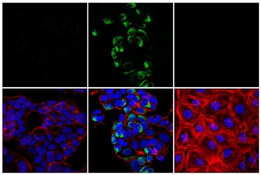 Immunofluorescence Image 1: Bax (E4U1V) Rabbit mAb (BSA and Azide Free)