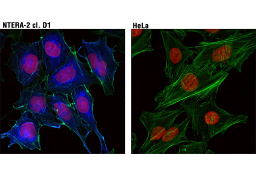 Immunofluorescence Image 1: LIN28A (D1A1A) XP® Rabbit mAb (Alexa Fluor® 647 Conjugate)