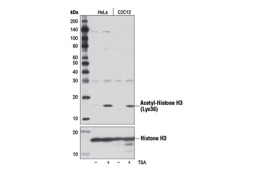 Western Blotting Image 1: Acetyl-Histone H3 (Lys36) Antibody
