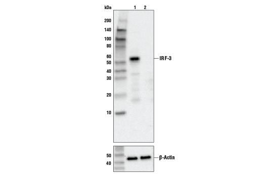  Image 3: IRF Family Antibody Sampler Kit
