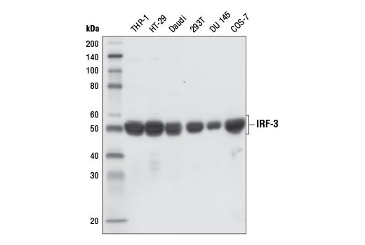  Image 14: IRF Family Antibody Sampler Kit