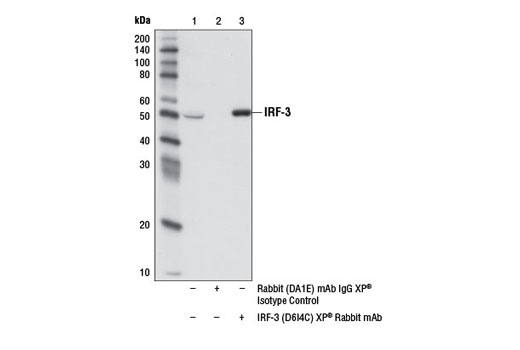  Image 22: IRF Family Antibody Sampler Kit
