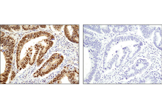 Immunohistochemistry Image 1: RBX1 (D3J5I) Rabbit mAb