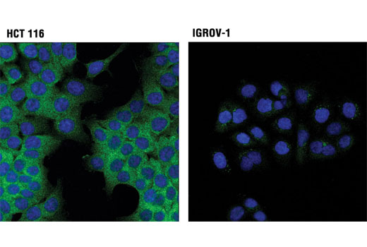 Immunofluorescence Image 1: IKKα (3G12) Mouse mAb (BSA and Azide Free)