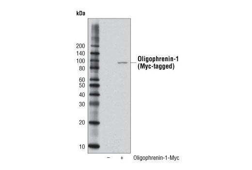 Western Blotting Image 2: Oligophrenin-1 Antibody