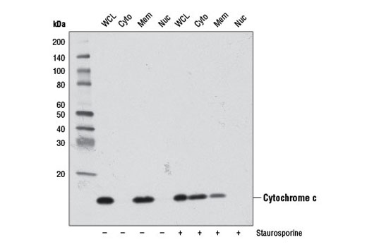 Western Blotting Image 2: Cytochrome c (D18C7) Rabbit mAb