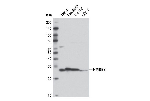 Western Blotting Image 1: HMGB2 Antibody