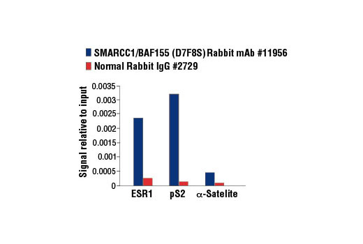  Image 24: PBAF Complex Antibody Sampler Kit