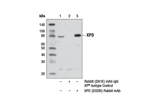 Immunoprecipitation Image 1: XPD (D3Z6I) Rabbit mAb