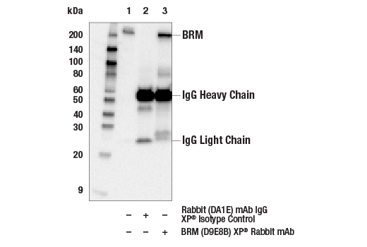  Image 57: BAF Complex Antibody Sampler Kit II