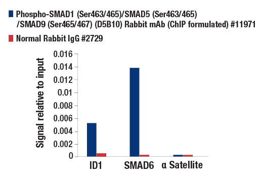 Chromatin Immunoprecipitation Image 1: Phospho-SMAD1 (Ser463/465)/ SMAD5 (Ser463/465)/ SMAD9 (Ser465/467) (D5B10) Rabbit mAb (ChIP formulated)