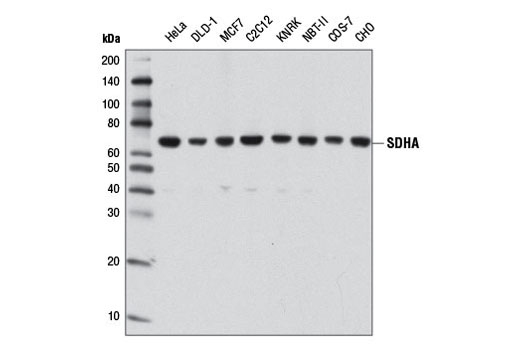  Image 3: Mitochondrial Marker Antibody Sampler Kit