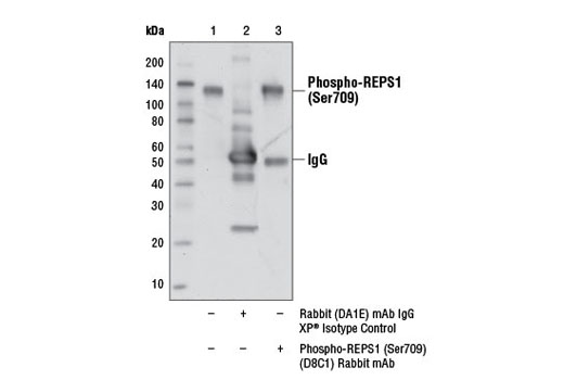 Immunoprecipitation Image 1: Phospho-REPS1 (Ser709) (D8C1) Rabbit mAb
