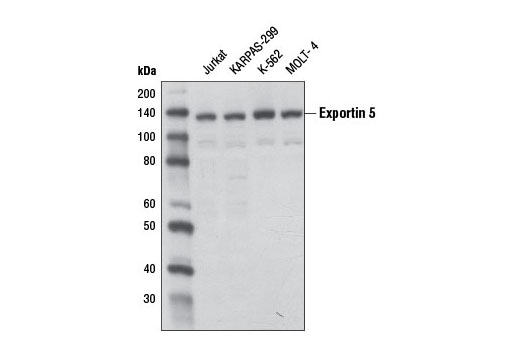 Western Blotting Image 1: Exportin 5 Antibody