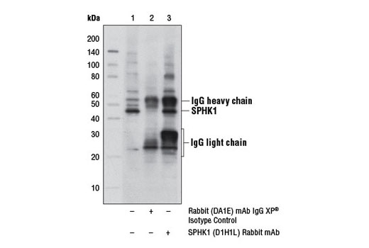 Immunoprecipitation Image 1: SPHK1 (D1H1L) Rabbit mAb