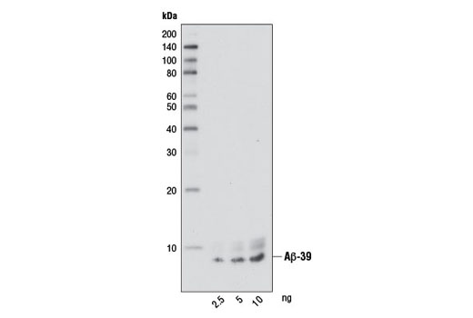  Image 1: β-Amyloid Peptides Antibody Sampler Kit