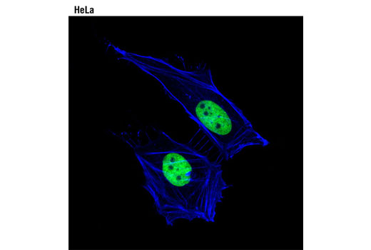 Immunofluorescence Image 1: MCM2 (1E7) Mouse mAb
