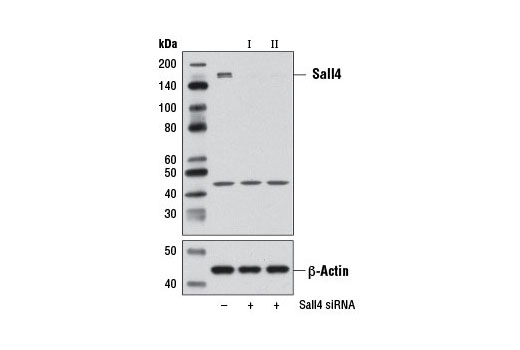 Image 1: SignalSilence® Sall4 siRNA II