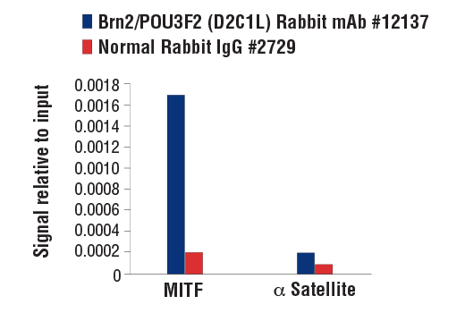 Chromatin Immunoprecipitation Image 3: Brn2/POU3F2 (D2C1L) Rabbit mAb