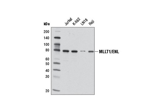 Western Blotting Image 1: MLLT1/ENL Antibody