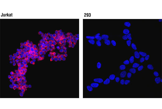 Immunofluorescence Image 1: HS1 (D83A8) XP® Rabbit mAb (Human Specific) (Alexa Fluor® 647 Conjugate)