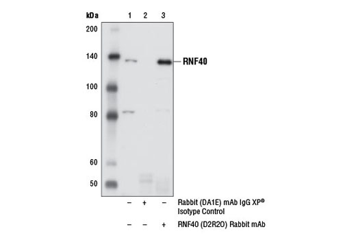 Immunoprecipitation Image 1: RNF40 (D2R2O) Rabbit mAb