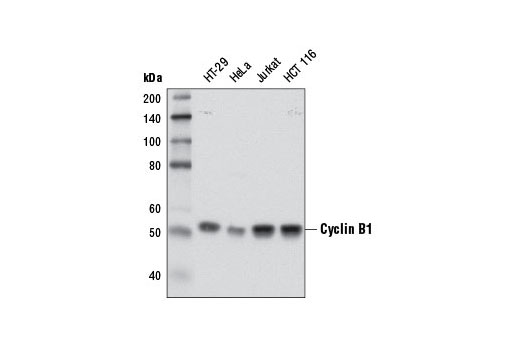  Image 3: Cell Cycle Phase Determination Antibody Sampler Kit