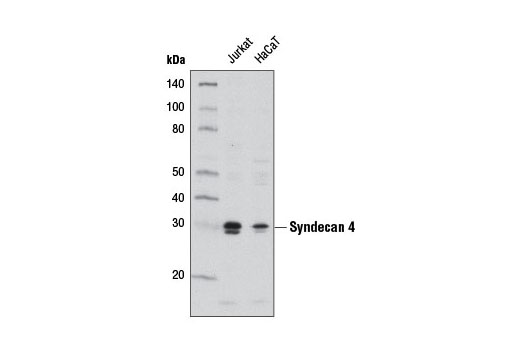 Western Blotting Image 1: Syndecan 4 Antibody