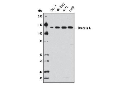 Western Blotting Image 1: Drebrin A Antibody