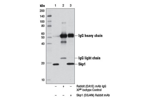 Immunoprecipitation Image 1: Skp1 (D3J4N) Rabbit mAb