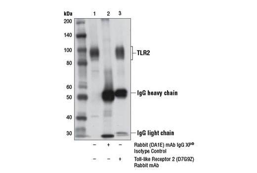 Immunoprecipitation Image 1: Toll-like Receptor 2 (D7G9Z) Rabbit mAb