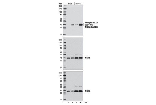 Image 1: PhosphoPlus® MKK3/MKK6 (Ser189/207) Antibody Kit