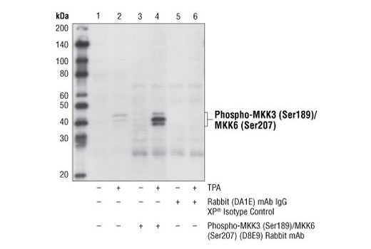 Immunoprecipitation Image 1: Phospho-MKK3 (Ser189)/MKK6 (Ser207) (D8E9) Rabbit mAb