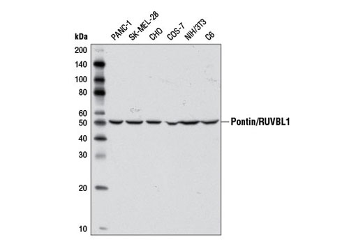 Western Blotting Image 1: Pontin/RUVBL1 Antibody