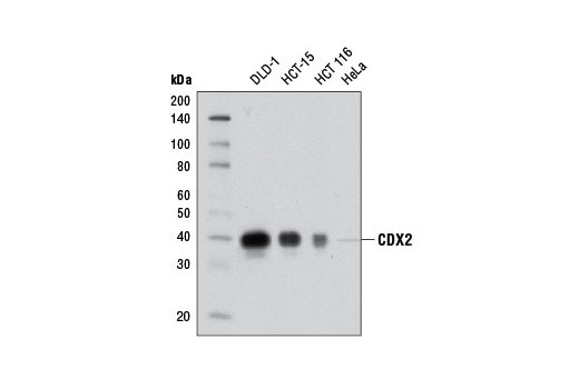 Western Blotting Image 1: CDX2 (D11D10) Rabbit mAb (BSA and Azide Free)