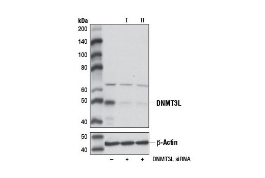 Western Blotting Image 1: DNMT3L Antibody (Mouse Specific)