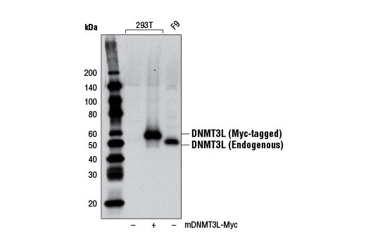 Western Blotting Image 2: DNMT3L Antibody (Mouse Specific)