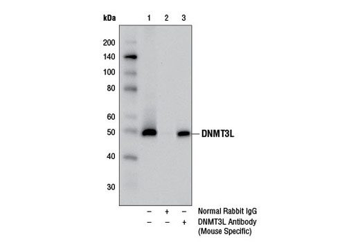 Immunoprecipitation Image 1: DNMT3L Antibody (Mouse Specific)