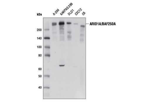  Image 6: BAF Complex Antibody Sampler Kit