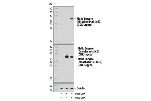 Western Blotting Image 2: Malic Enzyme 2 Antibody
