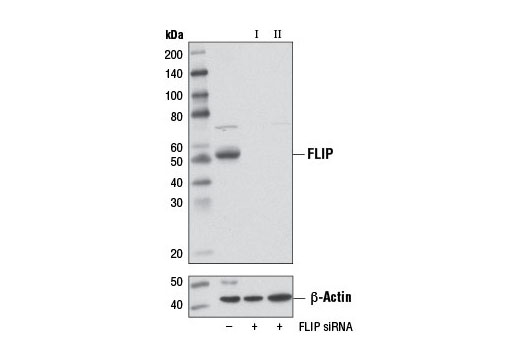  Image 1: SignalSilence® FLIP siRNA II
