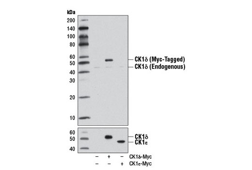 Western Blotting Image 2: CK1δ Antibody