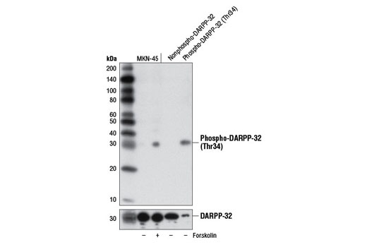  Image 1: PhosphoPlus® DARPP-32 (Thr34) Antibody Duet