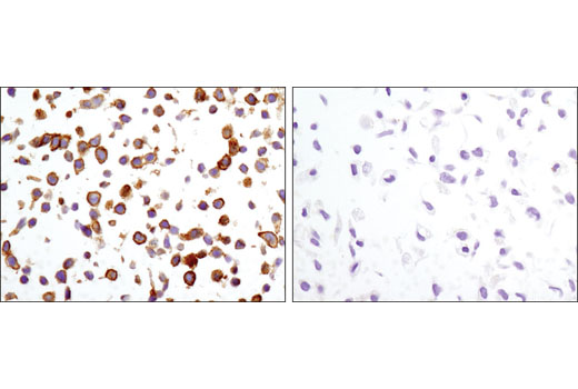 Immunohistochemistry Image 2: CD82 (D7G6H) Rabbit mAb